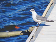 Seagull Perching On Pier