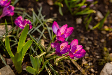 Bright pink spring crocus flowers in the garden
