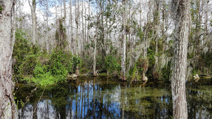  Florida Everglades Sumpfland Allligatoren Habitat
