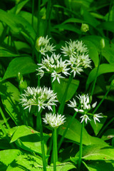 Wall Mural - Blooming wild garlic in the woodland