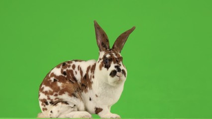 Sticker - rabbit in profile is moving around the green screen.