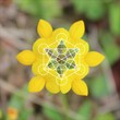 Sacred Geometry in Nature - Flower Metatron's cube