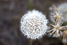 Sacred Geometry In Nature - Dandelion, Flower Of Life