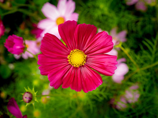 Wall Mural - Pink Cosmos Flowers Blooming on The Wet