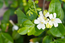 Murraya Paniculata Or Orange Jessamine White Flowers With Green Leaves