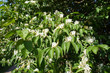 Lonicera maackii or the amur honeysuckle shrub blossoming white flowers