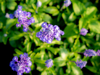 Wall Mural - Top of Scarlet Sage Flowers View Blooming