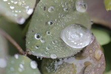 Close-up Of Water Drops On Flower