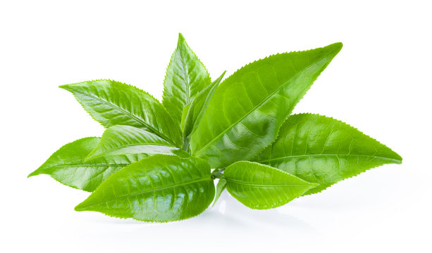 green tea leaf on white background