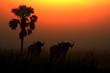 African cape buffalo and borassus palm tree in sunset or sunrise safari landscape