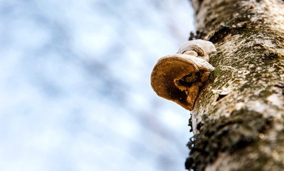 The disease of the tree. Birch mushroom.