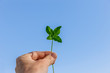 © by-studio - Vierblättriges Kleeblatt  in einer Männerhand vor blauem Himmel