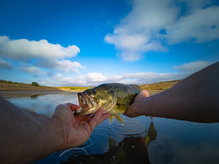 Wall Mural - Big Bass Large mouth - Fishing on lake