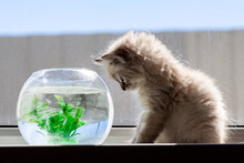 Curious Red Kitten With Goldfish In A Fishbowl