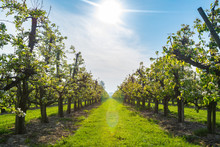 Rows With Plum Or Pear Trees With White Blossom In Springtime In Farm Orchards, Betuwe, Netherlands