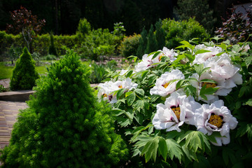 Wall Mural -  White tree peony in garden