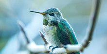 Anna's Hummingbird In Tight Close Up Perched On Branch