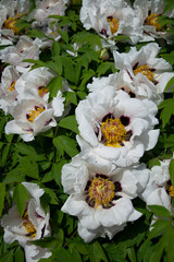 Wall Mural -  White tree peony in garden