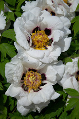 Wall Mural -  White tree peony in garden