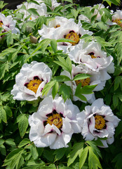 Wall Mural -  White tree peony in garden