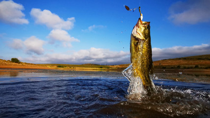 Wall Mural - Big Bass Large mouth - Fishing on lake