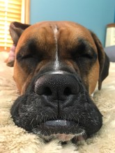 Close-up Of Boxer Puppy Sleeping On Bed