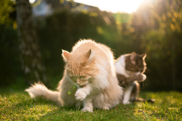 two different breed cats grooming licking paw simulaneously outdoors in nature