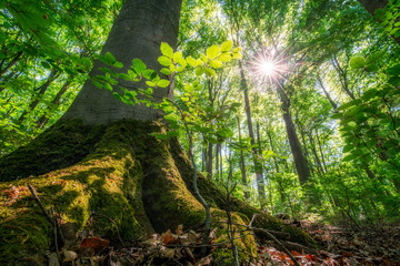 Wall Mural - sunlight shines trough green leaves in the forest during spring