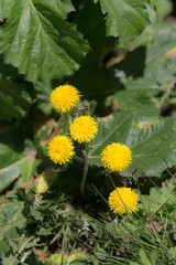 yellow dandelions in green grass