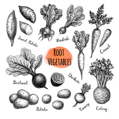 Canvas Print - root vegetables big set.