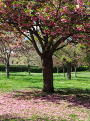 Wall Mural - arbre en fleurs