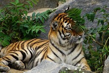 Tiger Resting On Rock