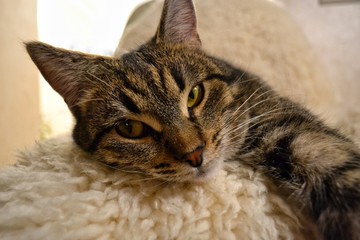 Closeup portrait of a gray striped cat resting. look of a sleepy cat with green eyes