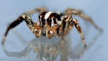 Spider Arthropod Weaving A Web