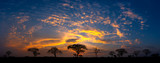 Panorama silhouette tree in africa with sunset.Tree silhouetted against a setting sun.Dark tree on open field dramatic sunrise.Typical african sunset with acacia trees in Masai Mara, Kenya