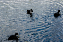 High Angle View Of Coots Swimming On Lake