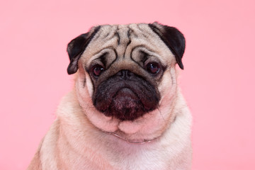 Wall Mural - Happy Dog smile on pink background,Cute Puppy pug breed happiness on sweet color,Purebred Dog Concept