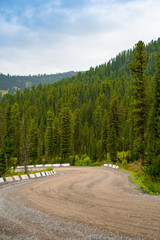 Wall Mural - dirt forest road on sunny summer day, road trip to nature