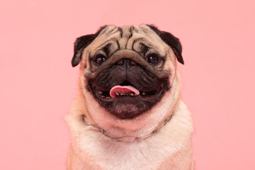 Wall Mural - Happy Dog smile on pink background,Cute Puppy pug breed happiness on sweet color,Purebred Dog Concept