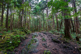 Fototapeta  - Aokigahara Forest. Suicide forest in the Mt Fuji region, Japan