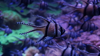 fish in aquarium