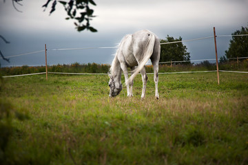 horse in the field