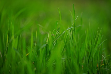 Fresh green grass grow in a sunny spring field, soft art focus, side view