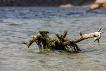 Close-up Of Driftwood In Sea