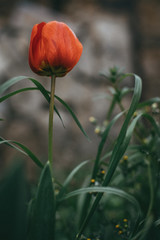 tulip, macro, red, flower, nature, garden, spring, bloom, plant, green, beauty, flora, blossom, summer, floral, beautiful, pink, poppy, flowers, closeup, gardening, love, tuliplife