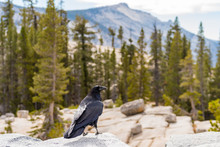 Crow On The Edge Of Olmsted Point Lookout In Yosemite National Park, California, USA