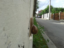 Close-up Of Snail On Wall