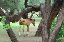 Infant Wild Horse Foal In The Forest