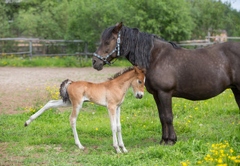 Poster - Foal and mare on a summer day