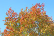 Autumn leaves against a blue sky	